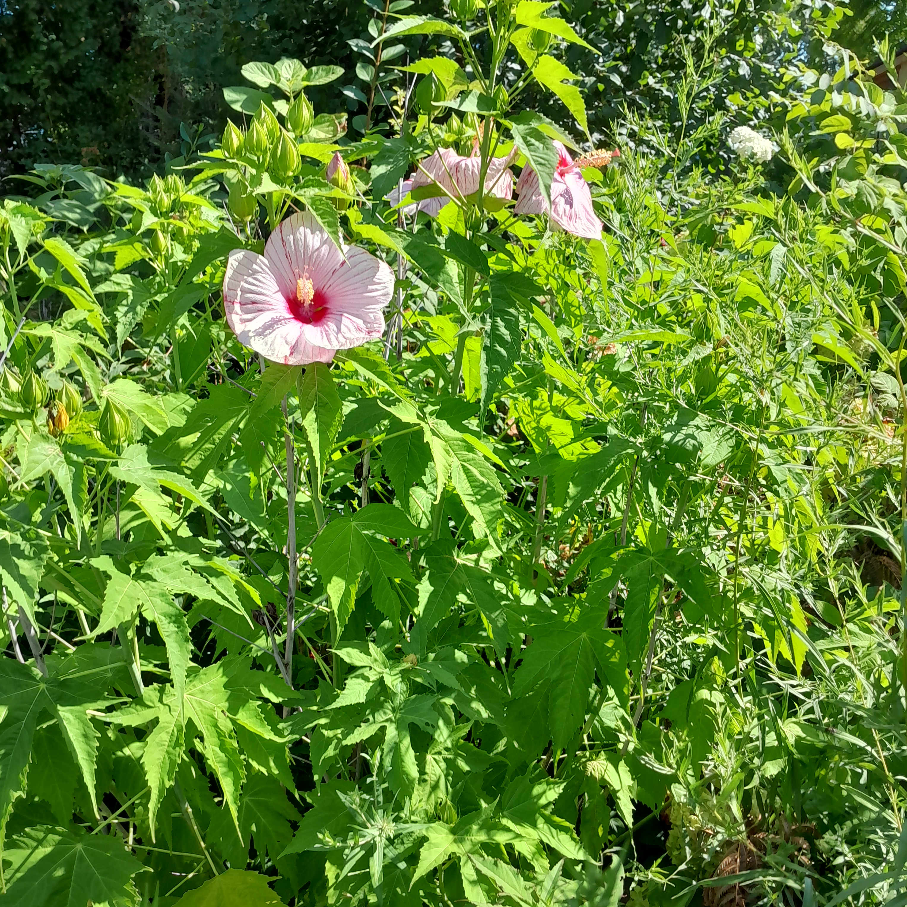 A close-up image of a flowering hibiscus plant in a garden setting. The plant is surrounded by lush green leaves and stems...
