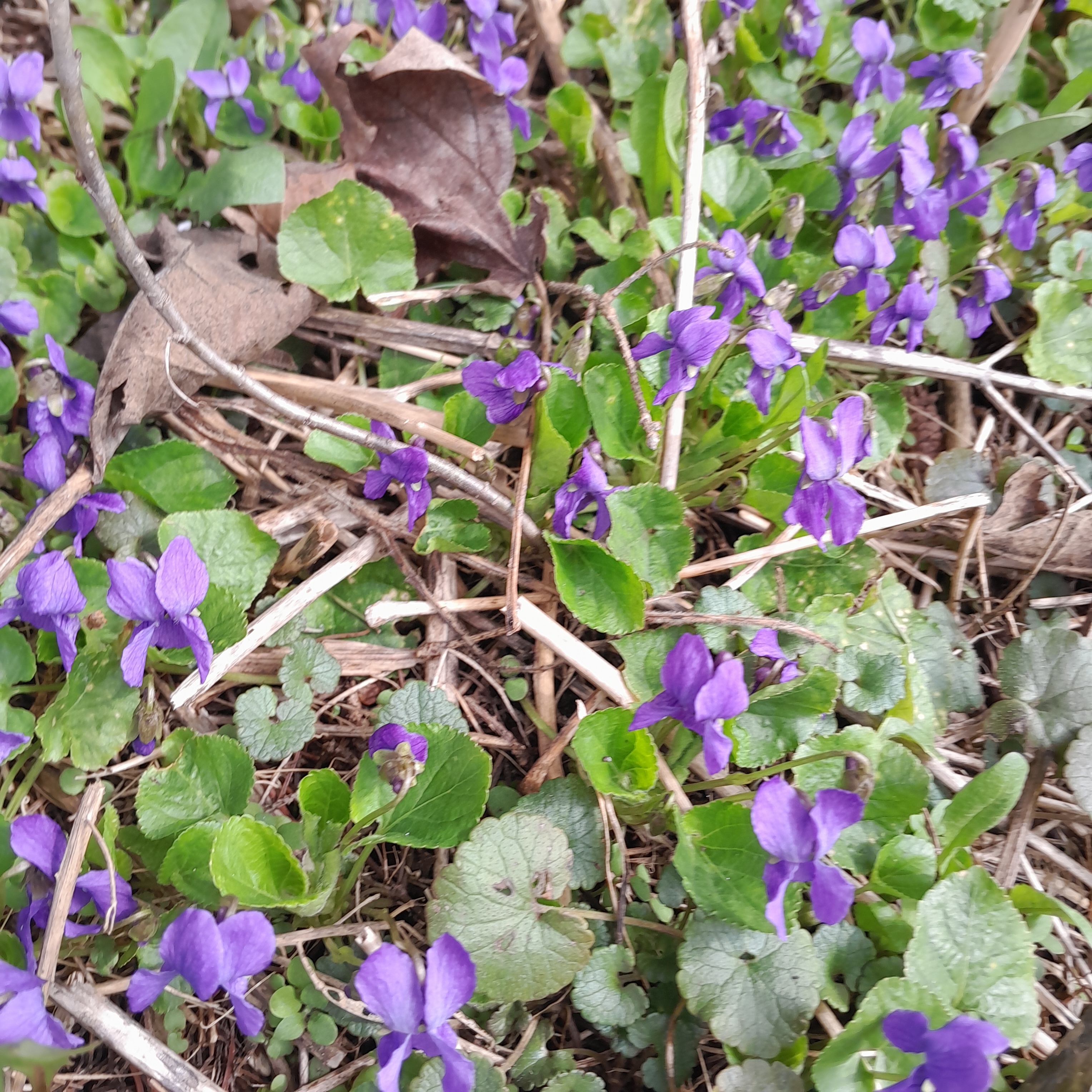 A close-up image of small purple flowers, likely violets, growing among green leaves and twigs on the ground.