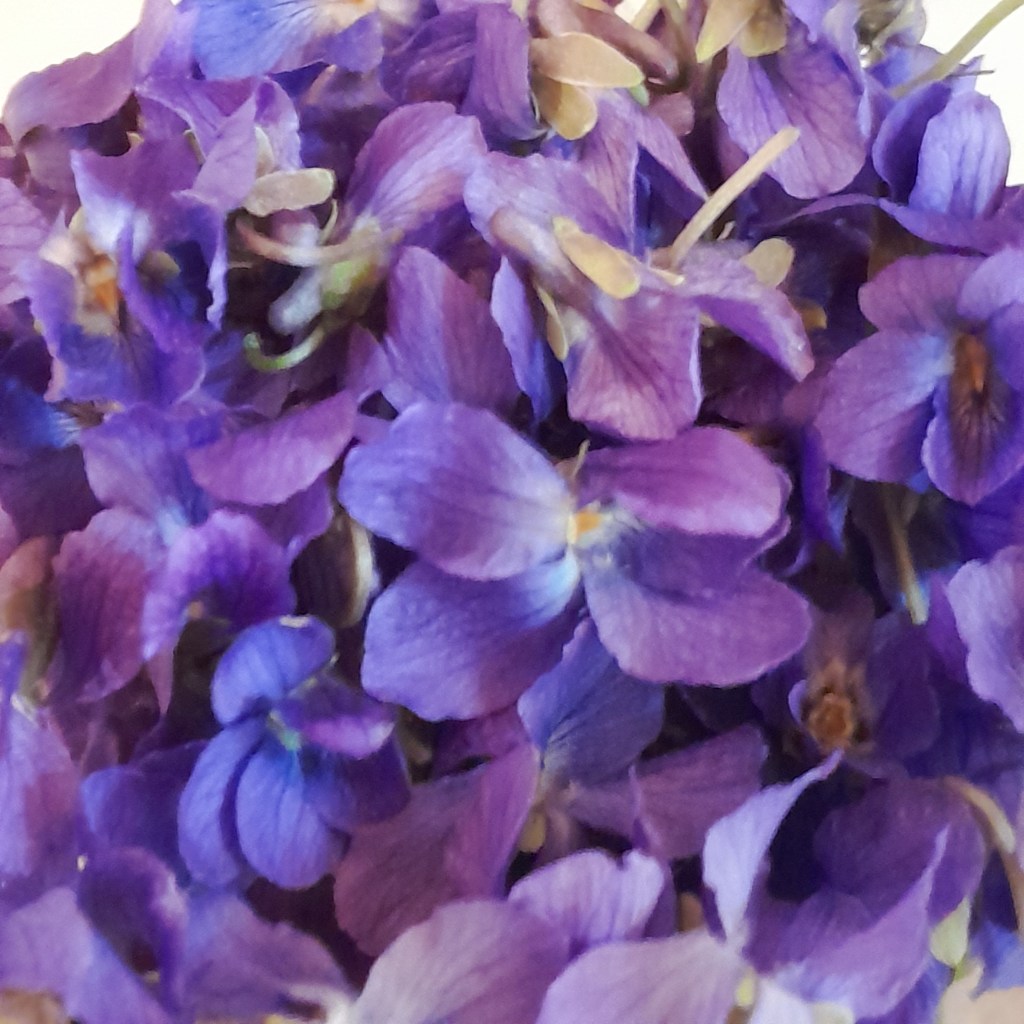 A close-up of a pile of purple flowers, possibly violets, with a white background.