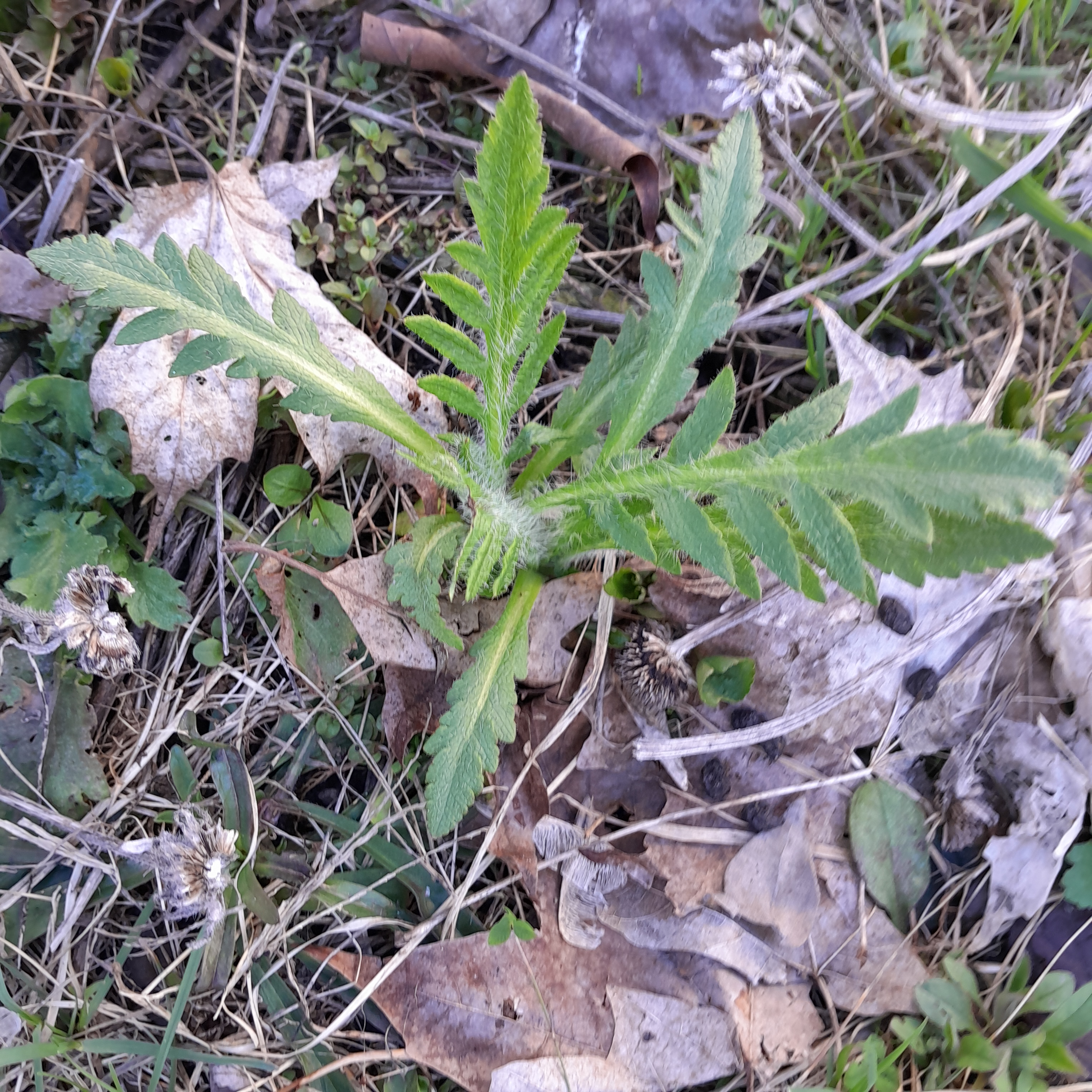 Poppy leaves, late April. One of the flowers we grow here at Daffadilly Farm. 