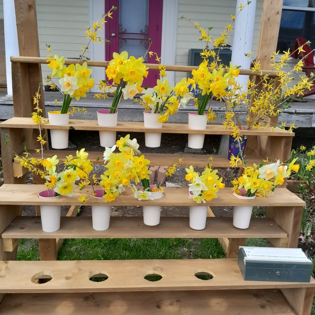 Our flower farm stand. loaded with daffodils.