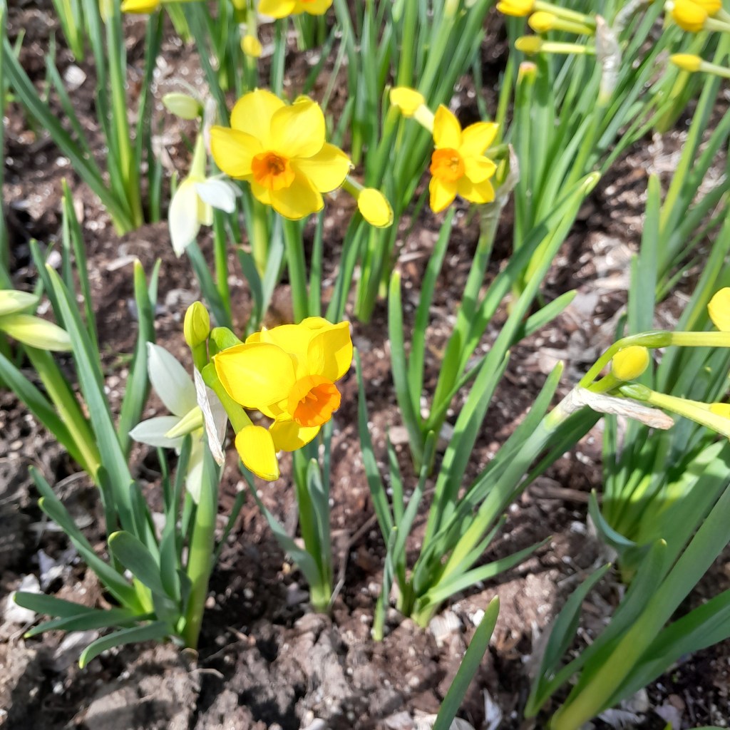 Martinette and Thalia daffodils.